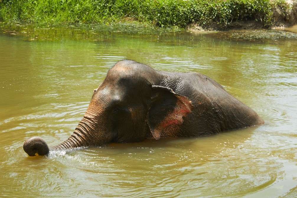 Elefant in freier Wildbahn.jpg