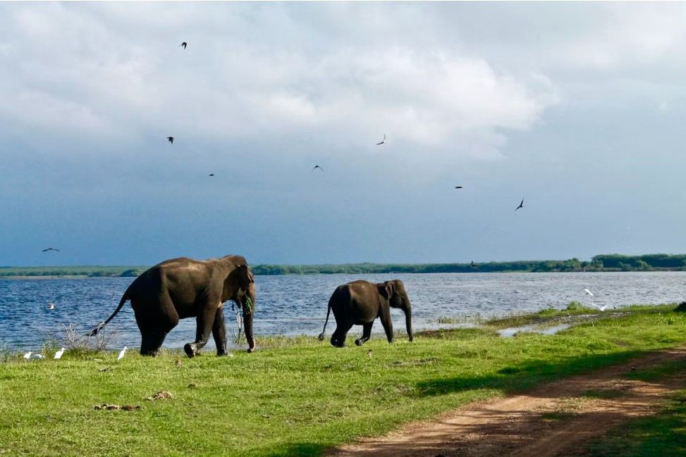 Elephants, Sri Lanka.jpg