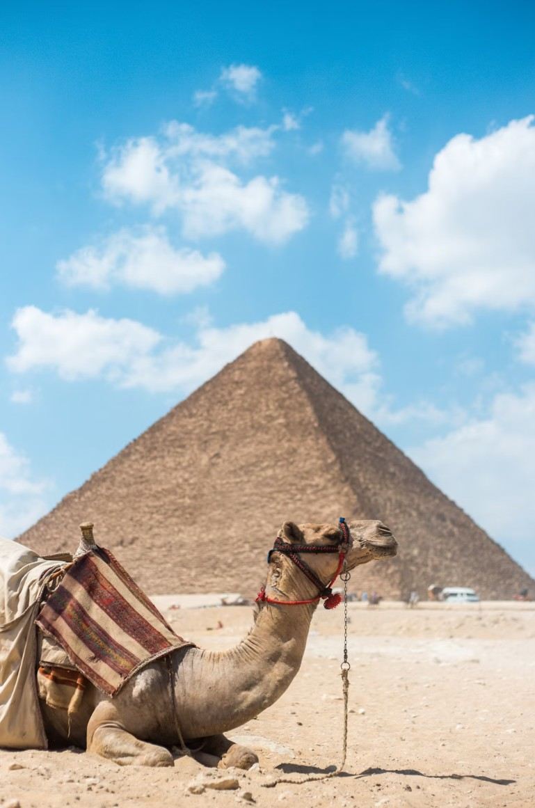 Chameau devant une pyramide.jpg