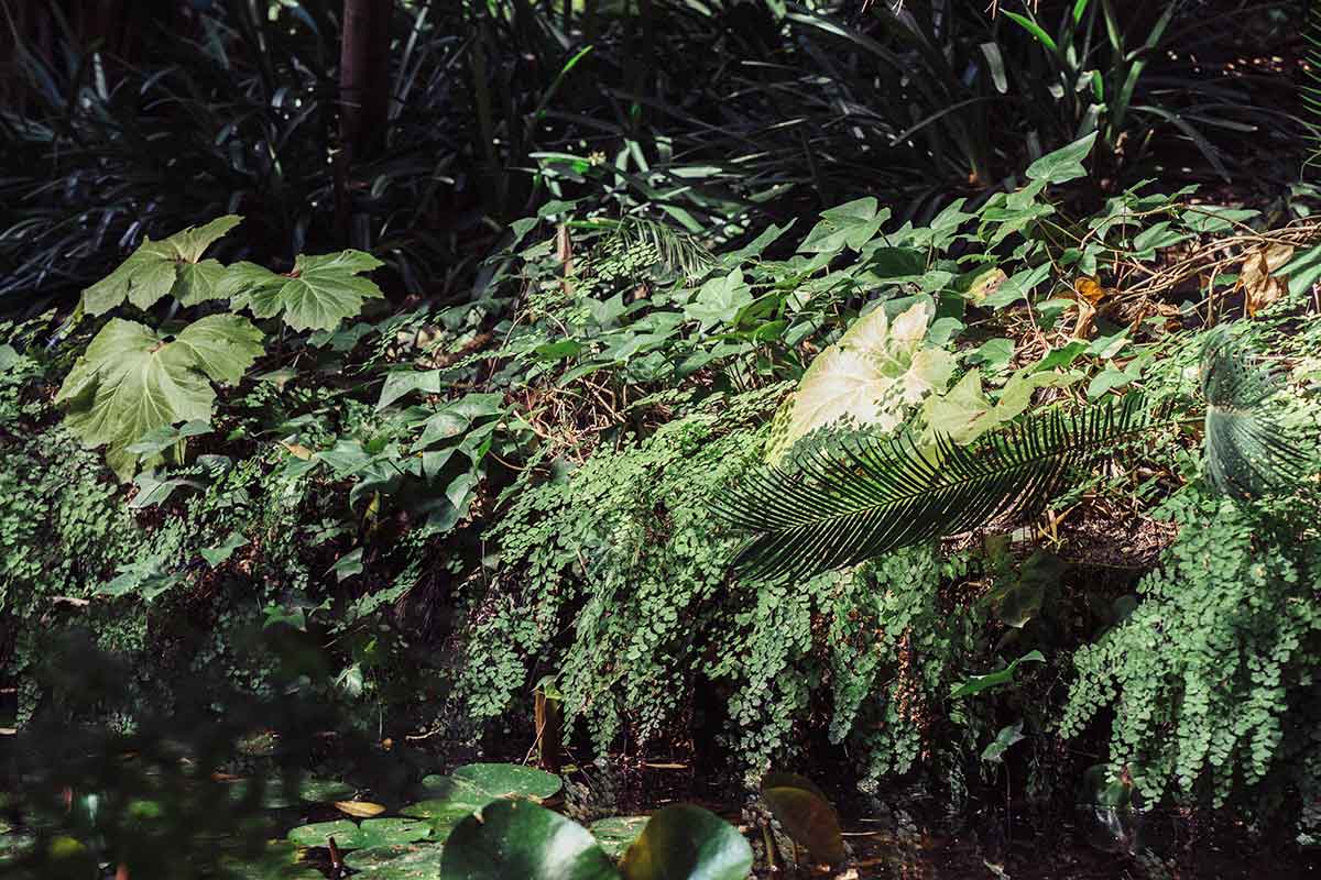 vegetation-foret.jpg