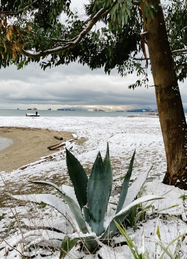 Vancouver beach.jpg