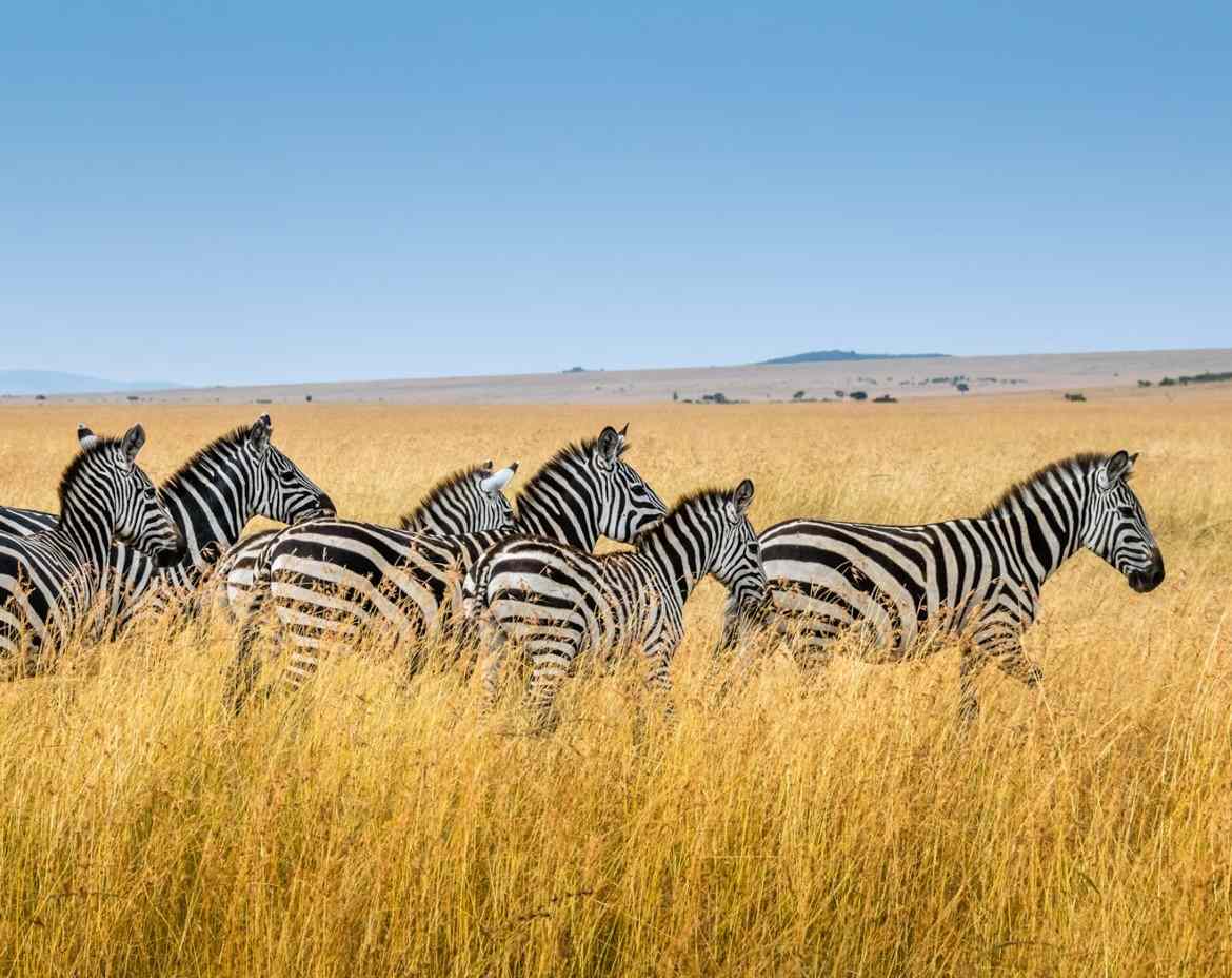Zebre selvatiche.jpg