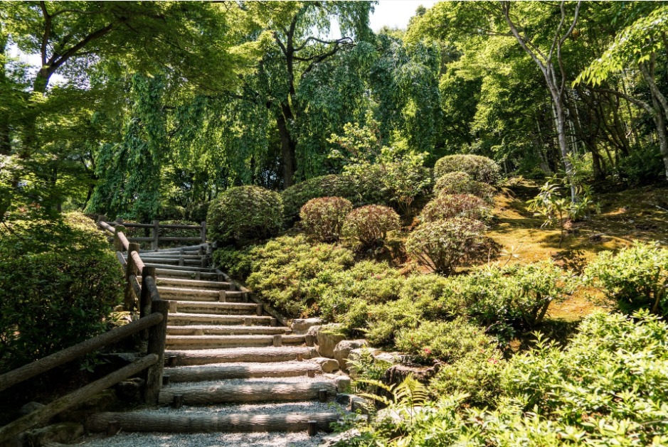 La forêt d'Arashiyama au Japon