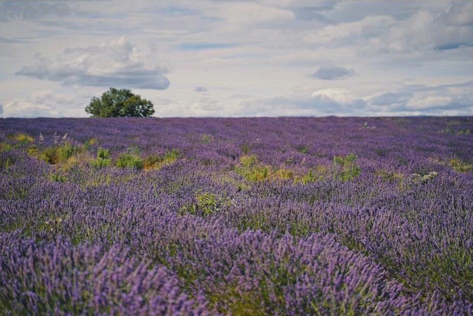 Provence.jpg