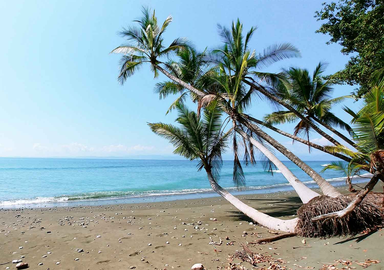 beach-and-palm-trees-costa-rica.jpg