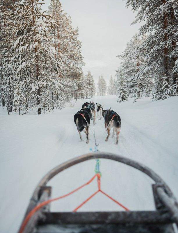 Dog sledding in Norway.jpg