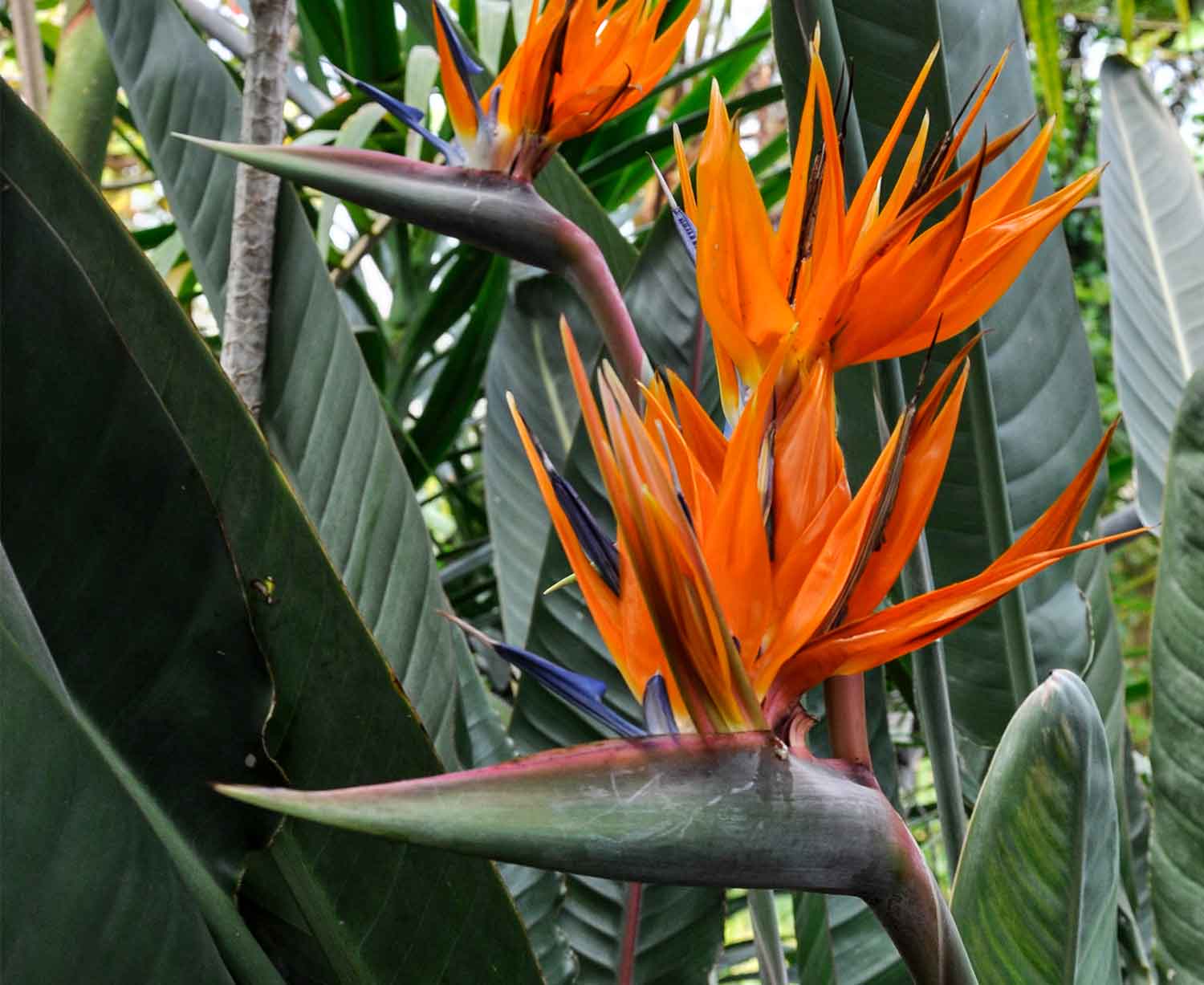 paradiesvogel-blume.jpg