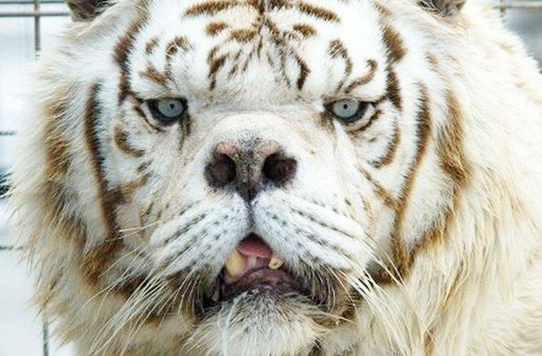 Kenny el tigre blanco