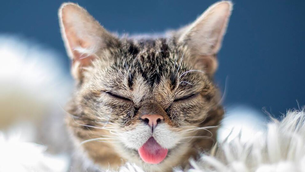 Lil Bub la gatita
