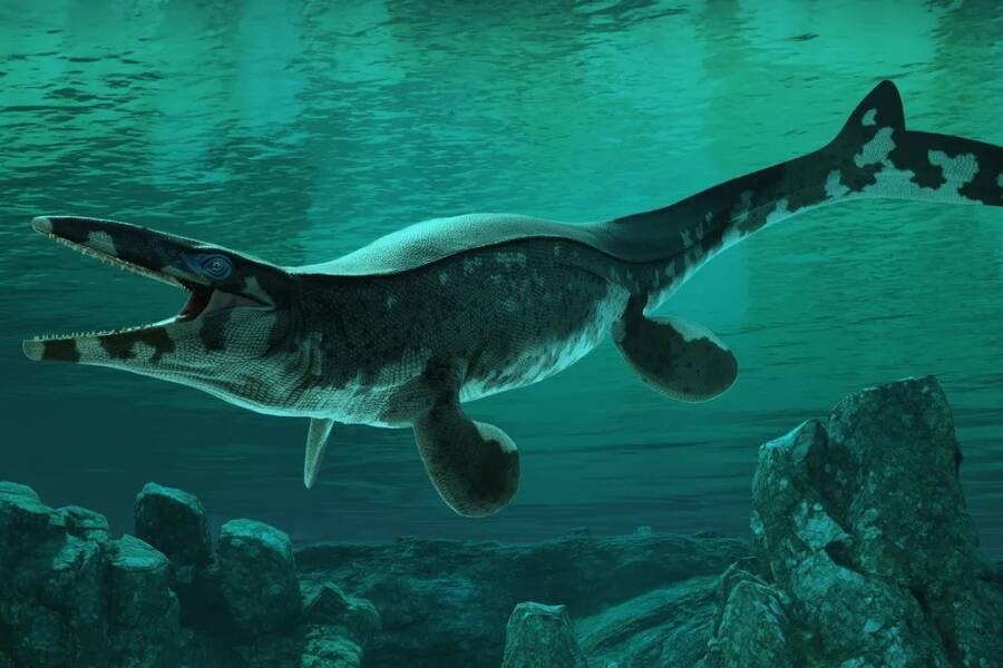 Ilustración digital del Tylosaurus rex nadando con la boca abierta en el Mar Interior del Cretácico