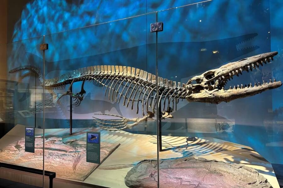 Esqueleto completo del Tylosaurus rex expuesto en vitrina del Museo Perot de Dallas con iluminación azul