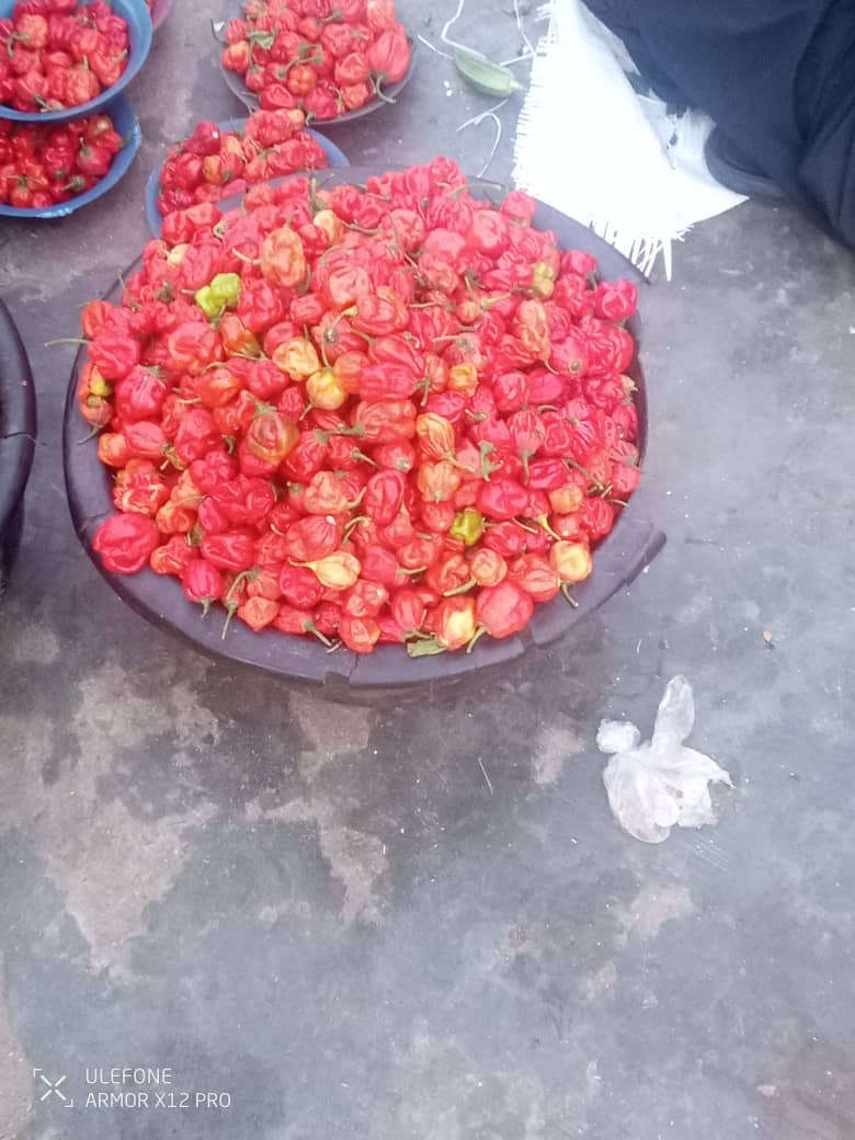 Bell Pepper