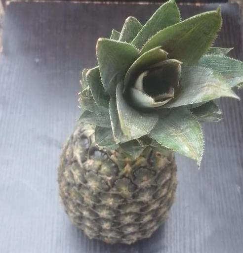 Pineapple 