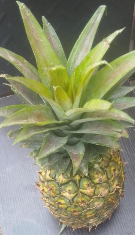 Pineapple 