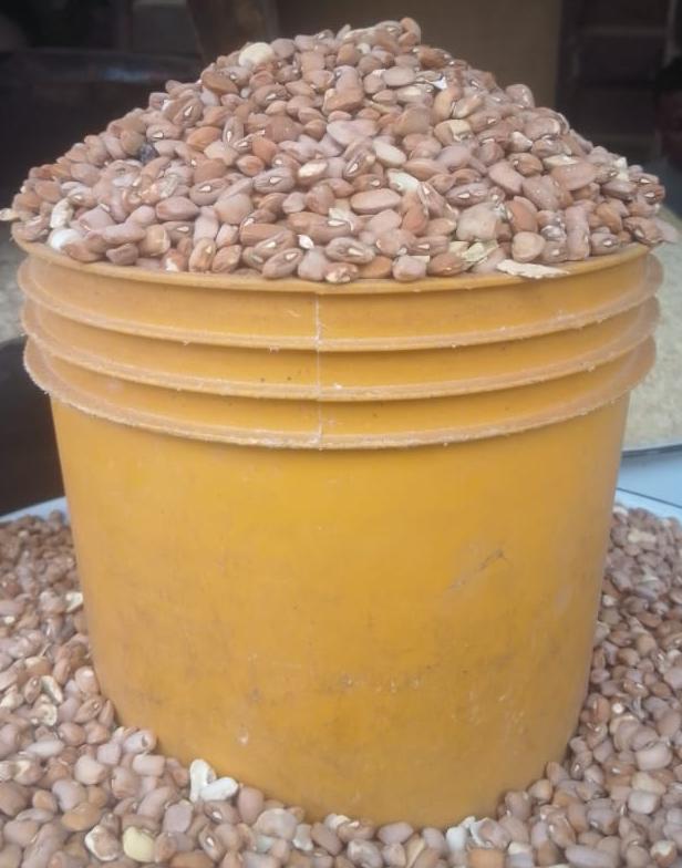 Brown Beans