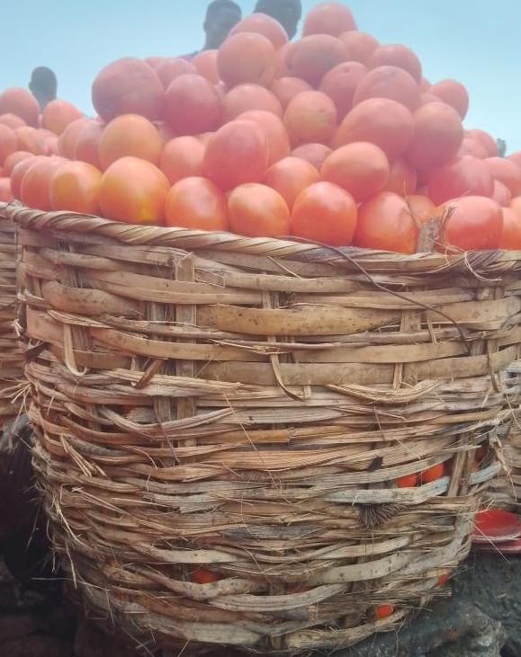 Tomato