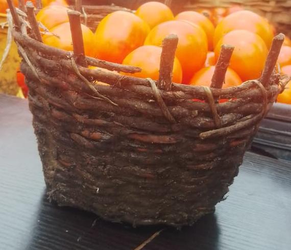 Tomato 