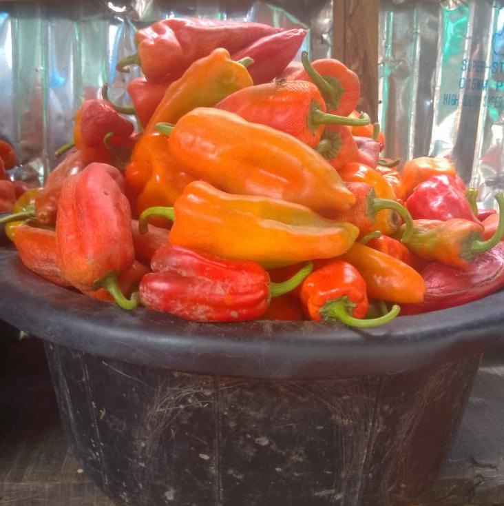 Fresno Pepper 
