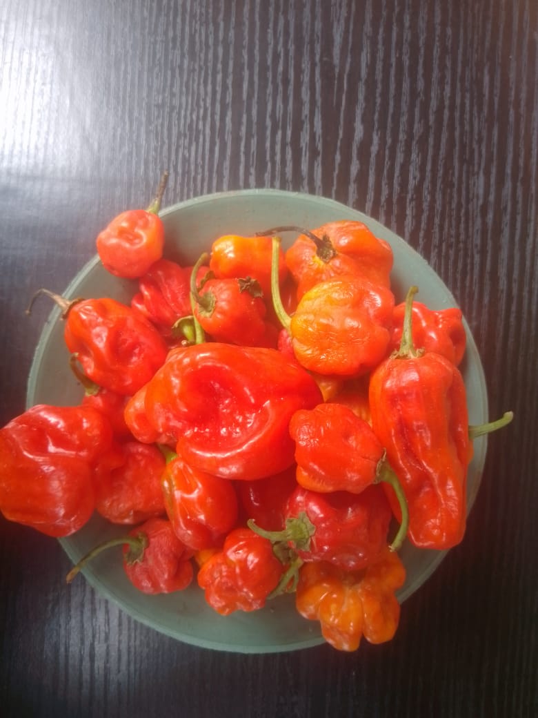 Habanero pepper 