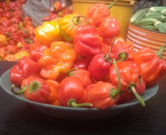 Habanero pepper 
