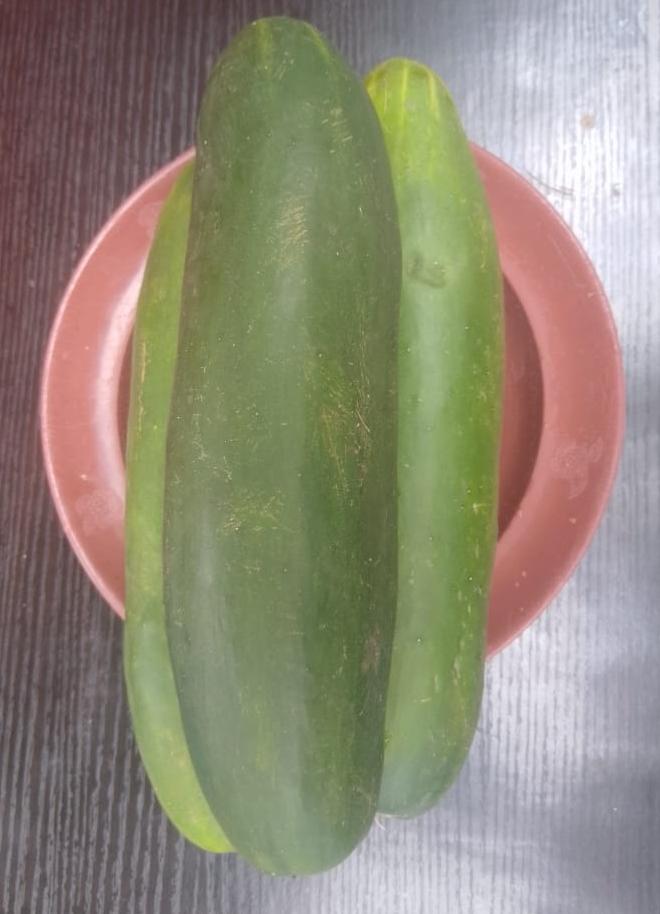 Cucumber 
