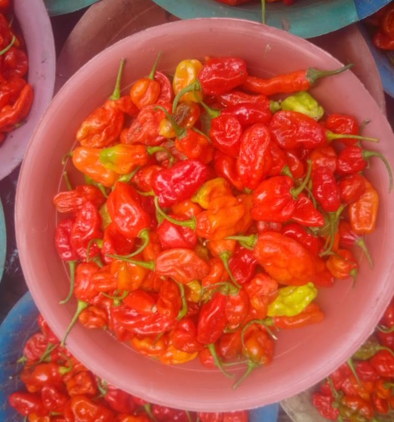 Habanero pepper 