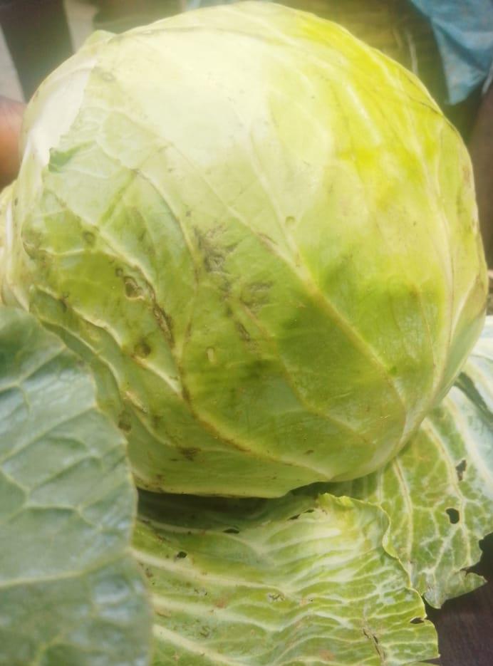 Savoy Cabbage 