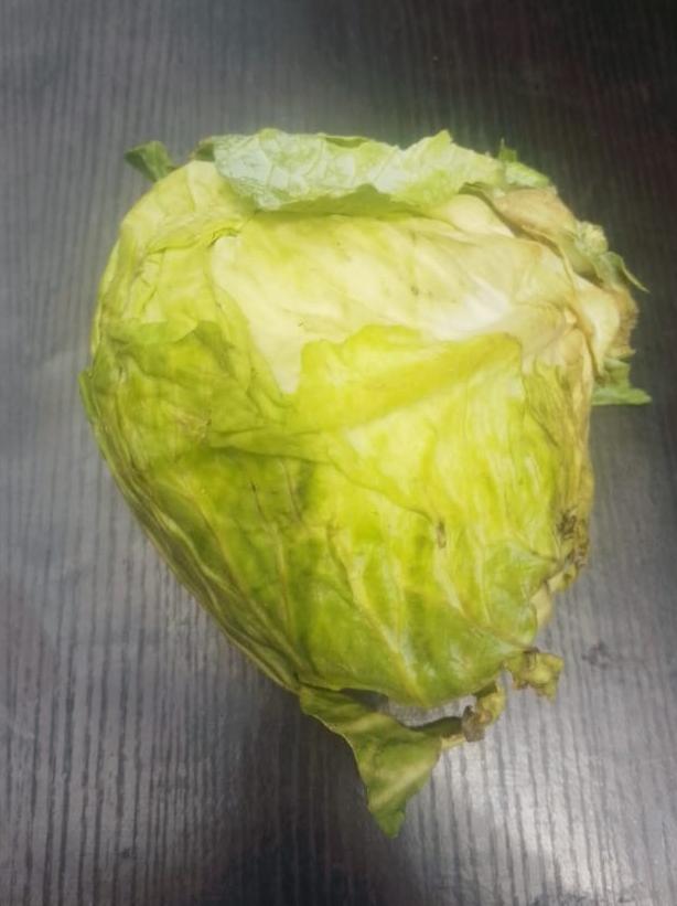 Green Cabbage 