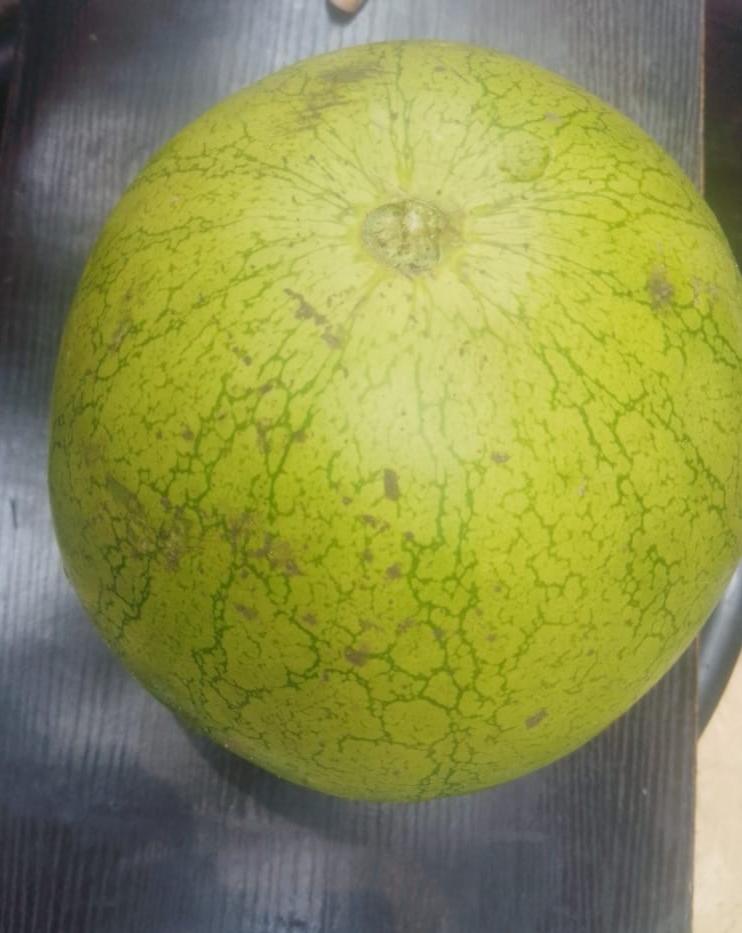 Crimson Watermelon 
