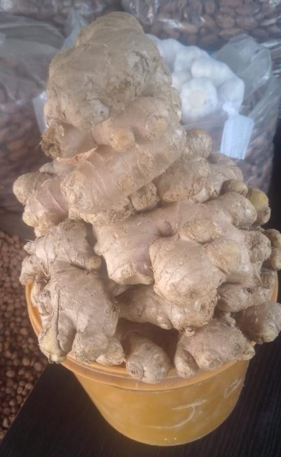 Common Ginger 