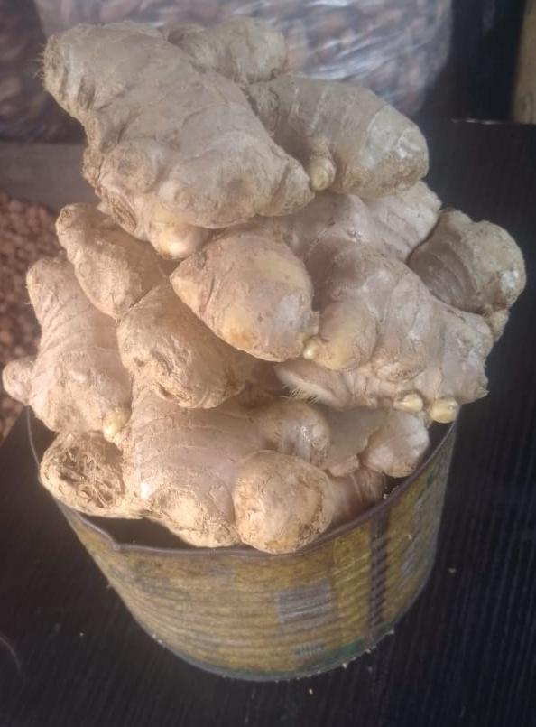 Common Ginger