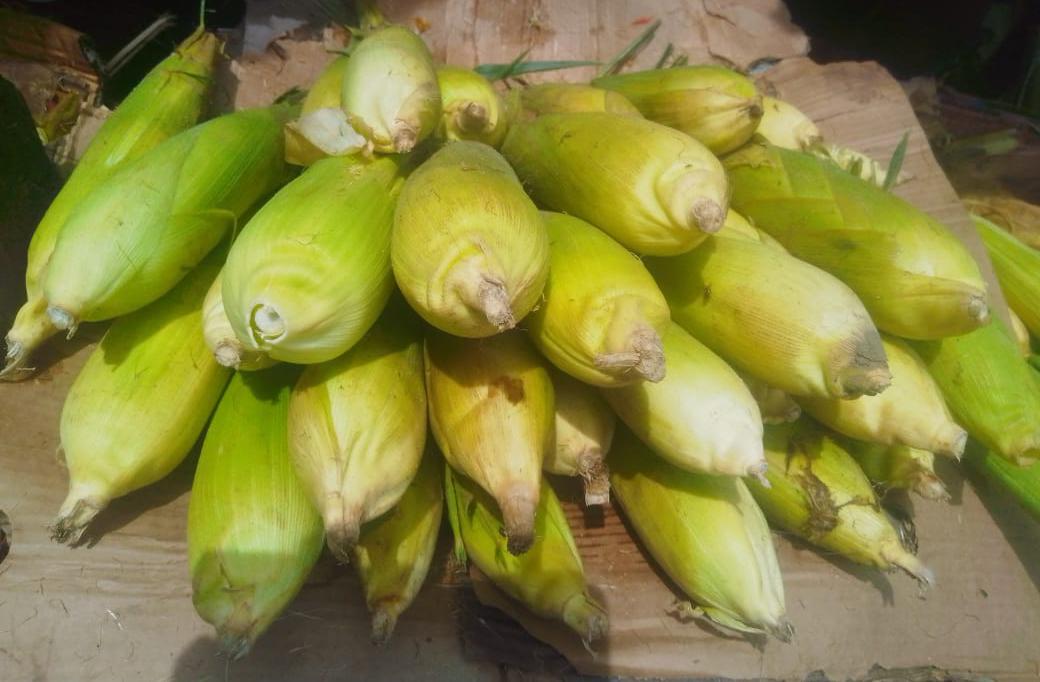 Dent corn