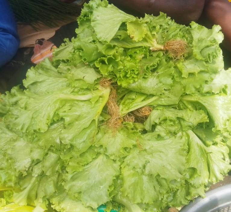 Green leaf lettuce 