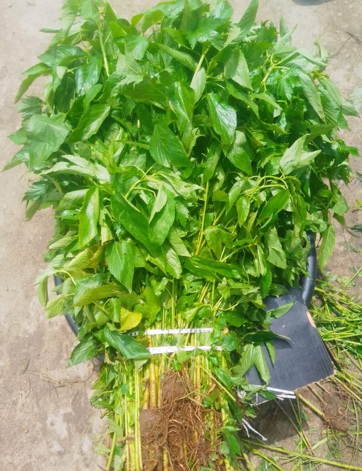 Jute Leaves (Ewedu)