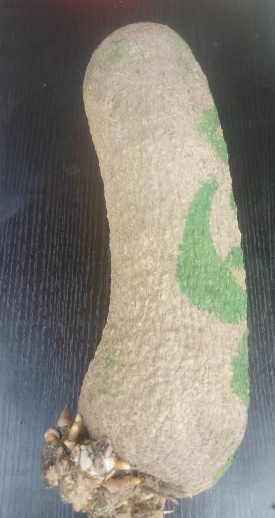 Benue Yam