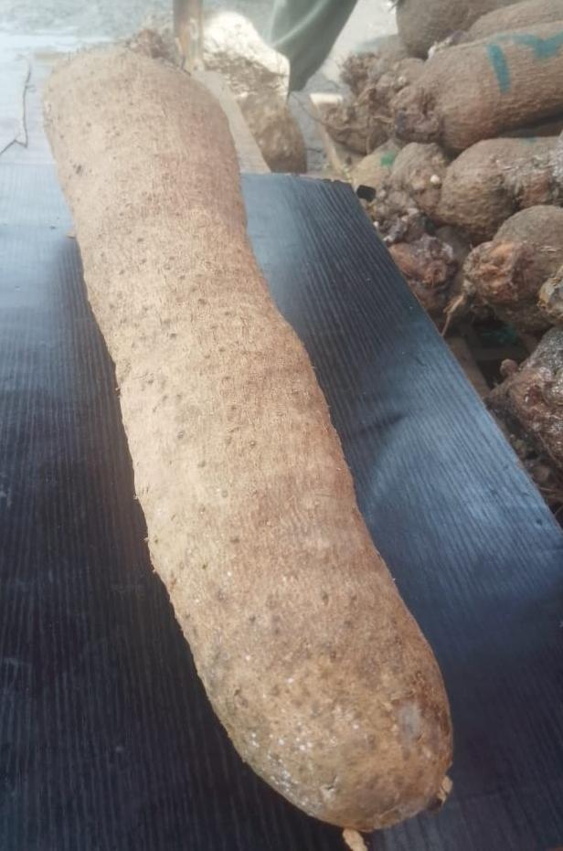 Abuja Yam
