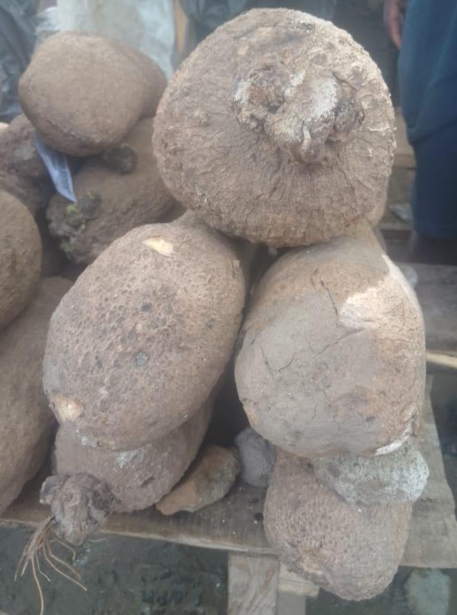 Abuja Yam 