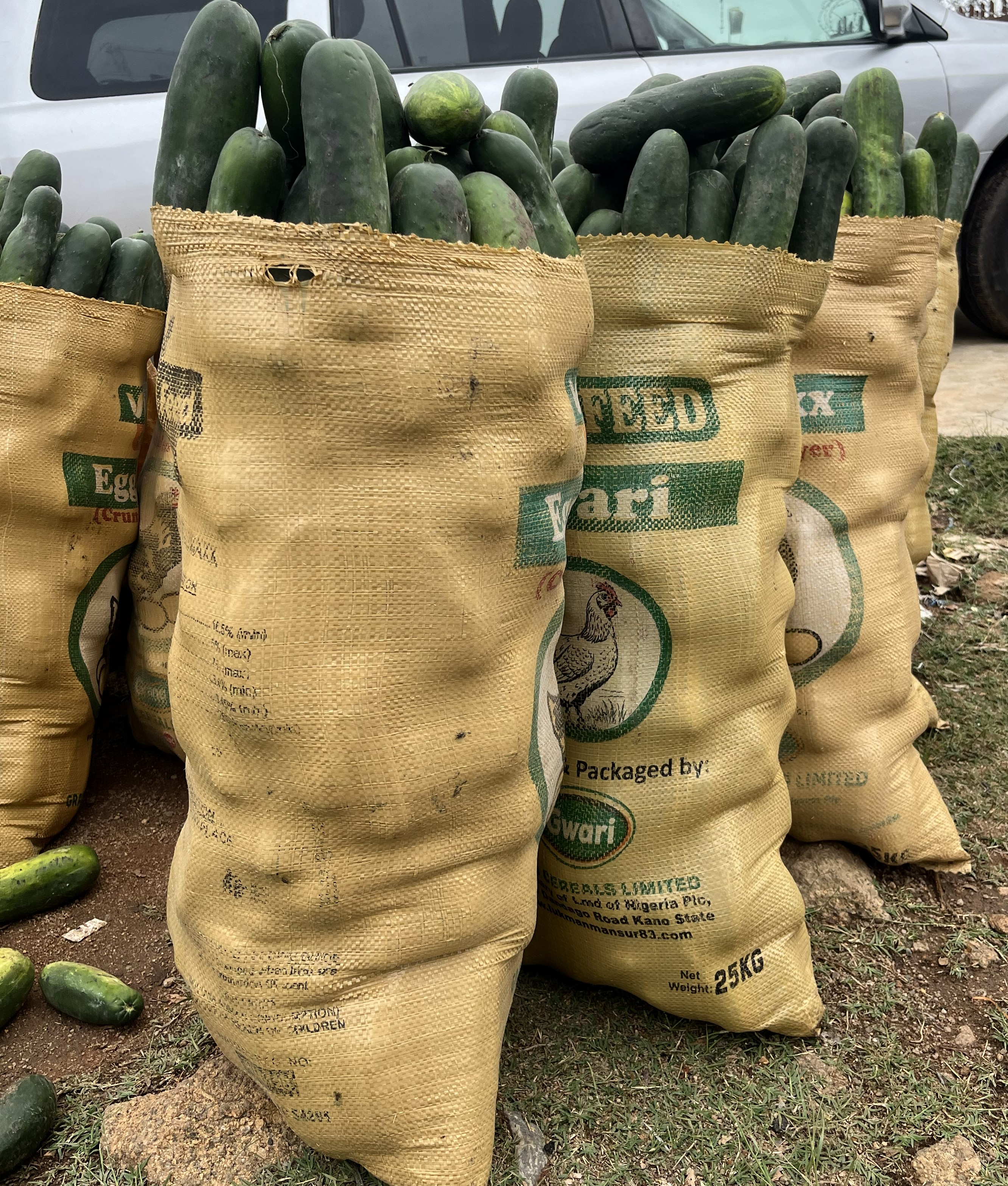 BAG OF CUCUMBER