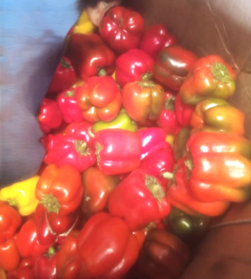 RED BELL PEPPER