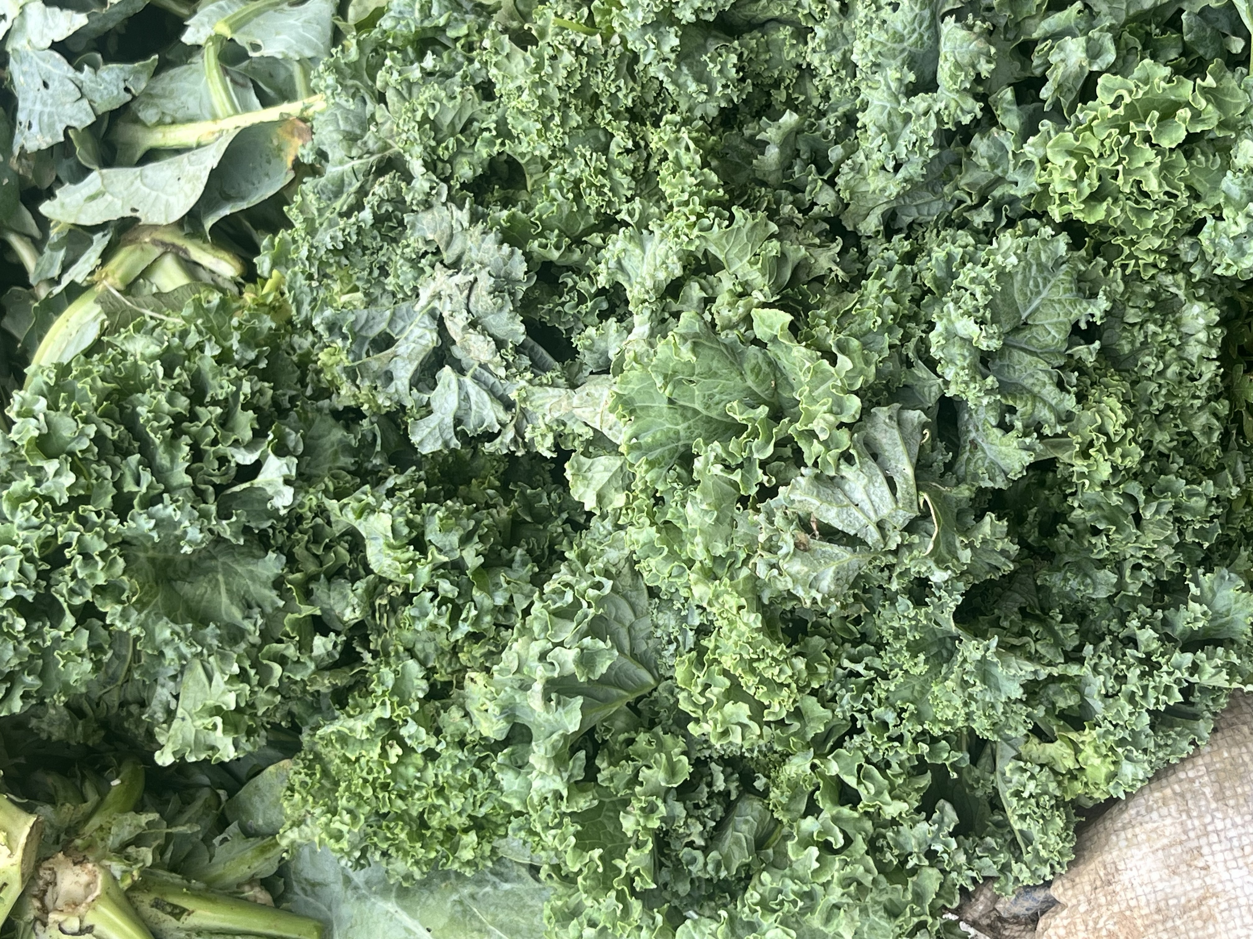 KALE
