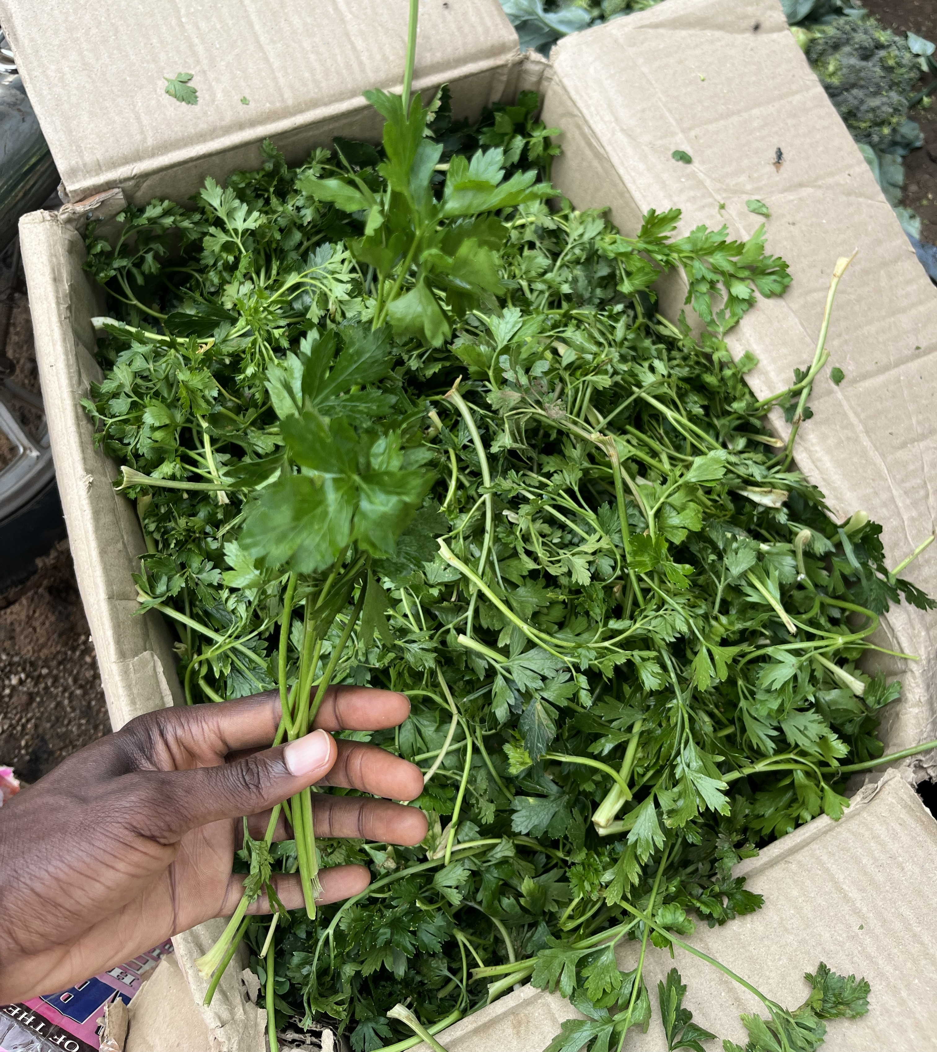 CELERY
