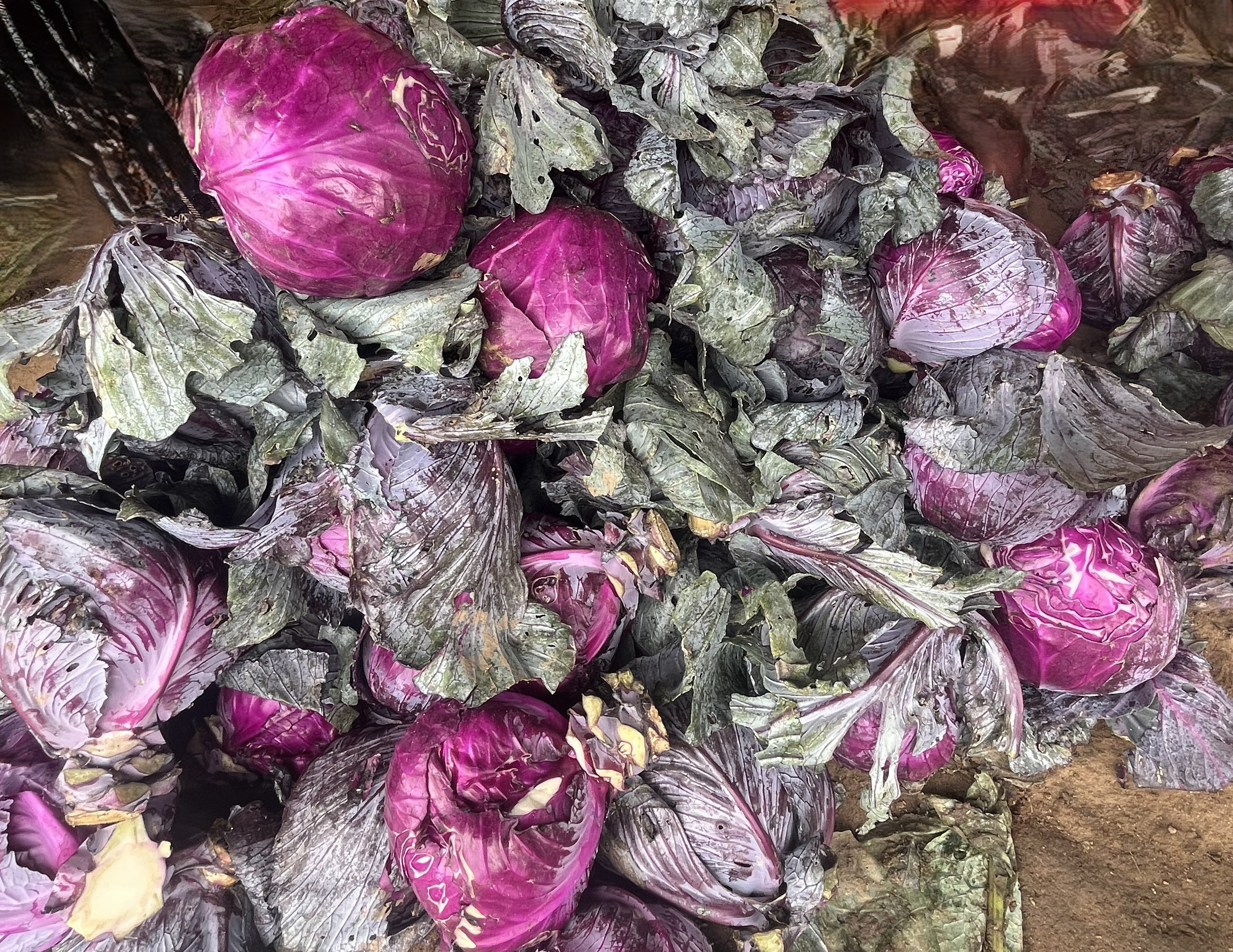 PURPLE CABBAGE
