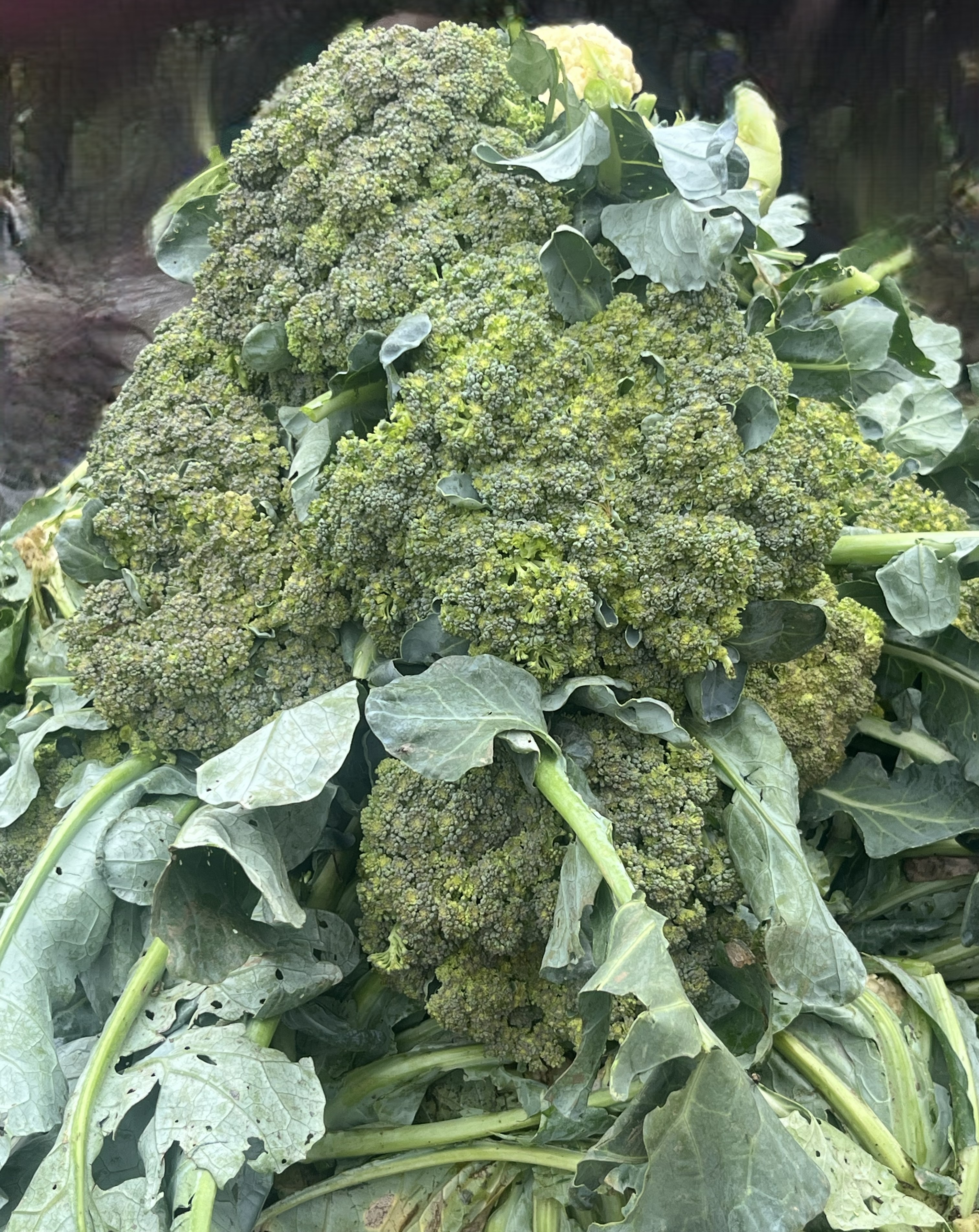 BROCCOLI