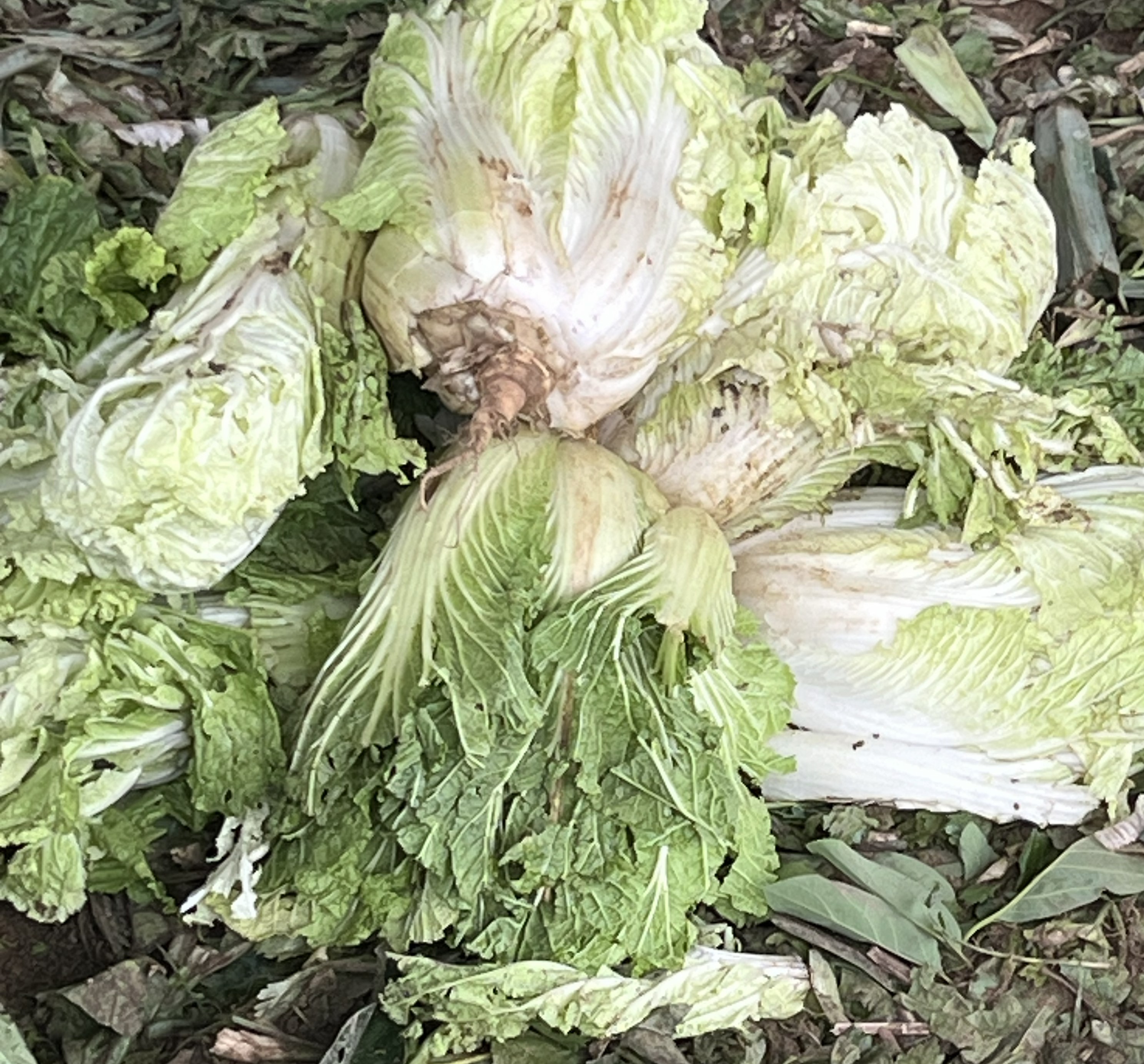 CHINESE CABBAGE