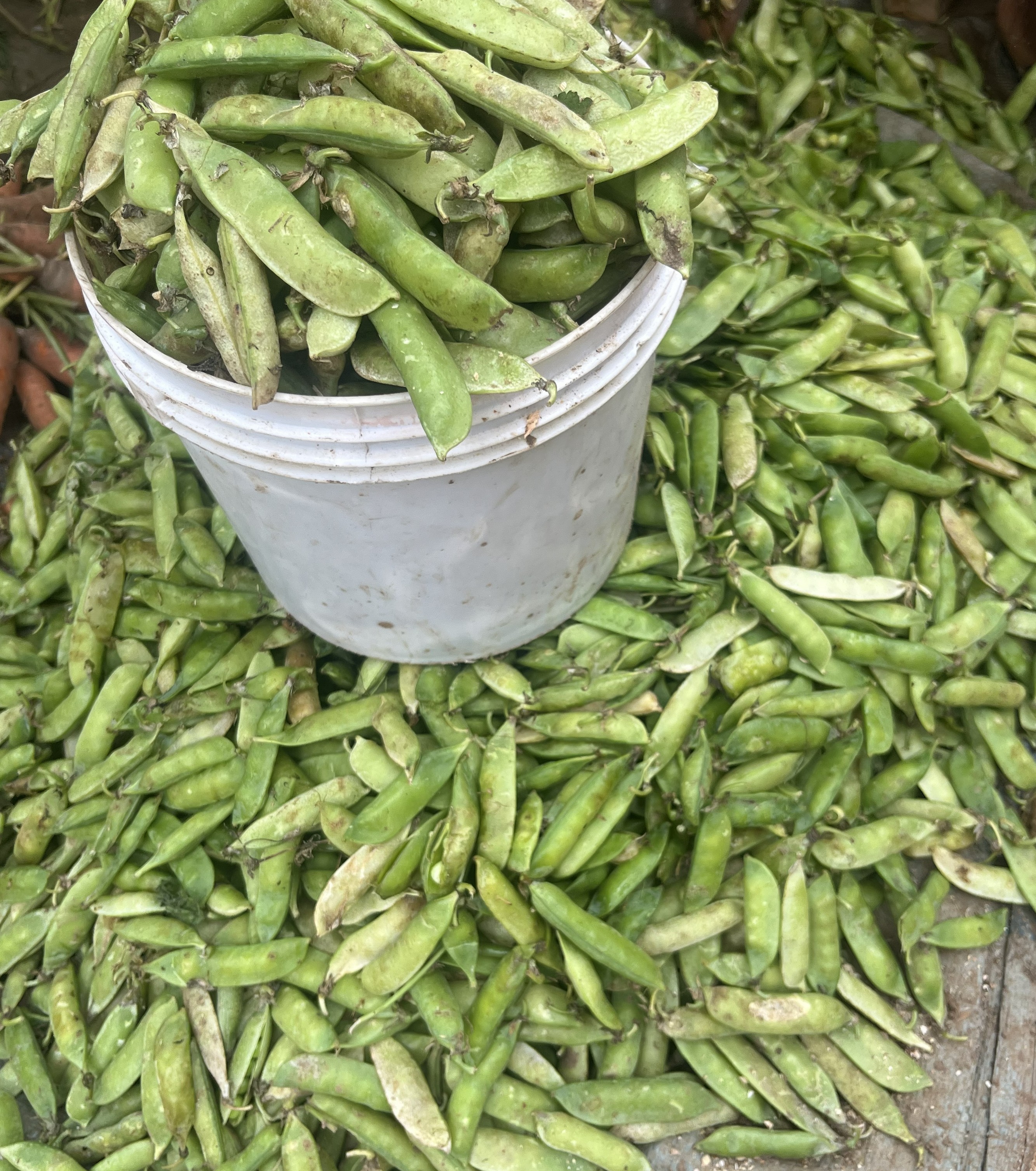 GREEN GARDEN PEAS