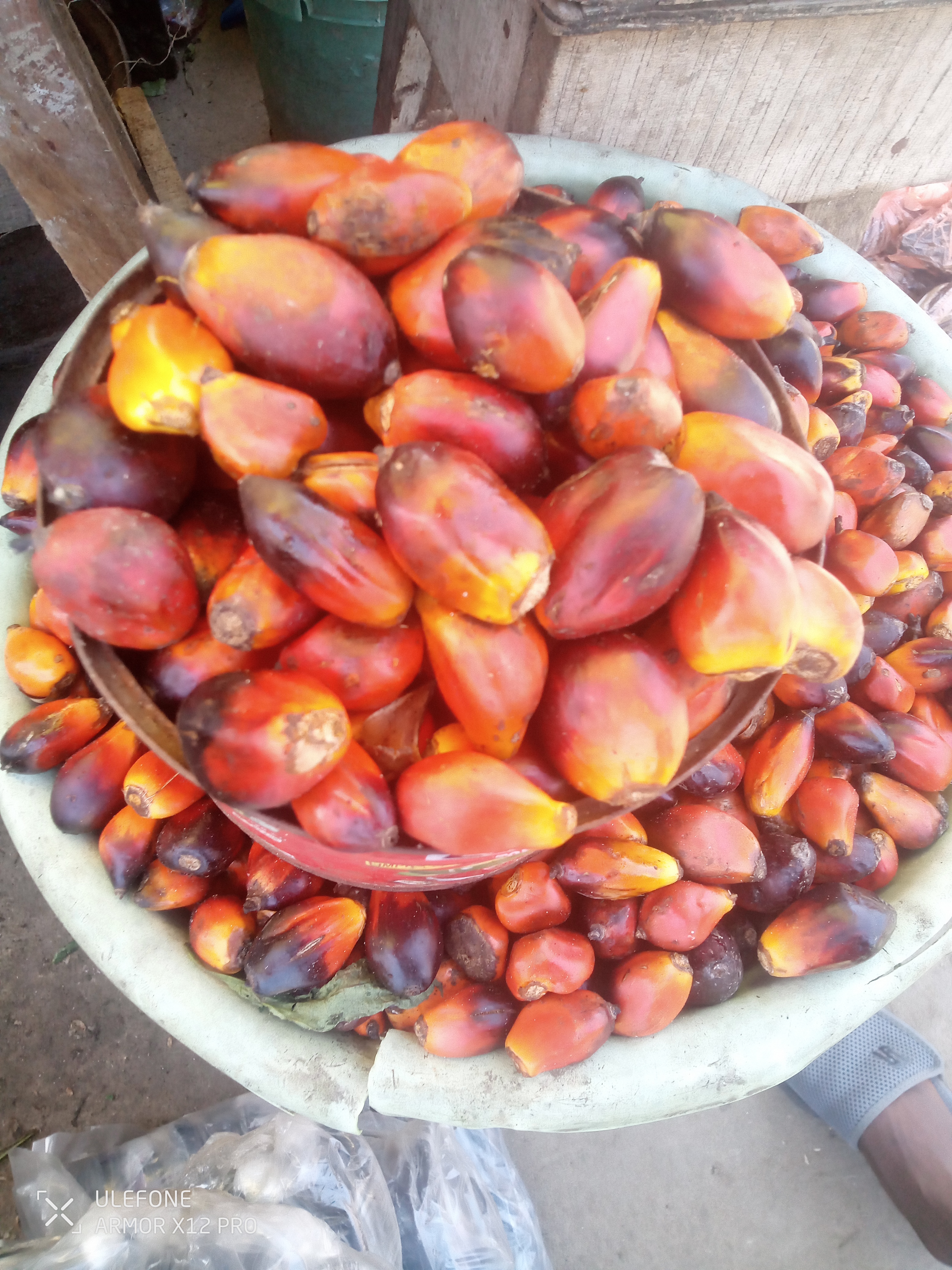 Palm fruits Banga