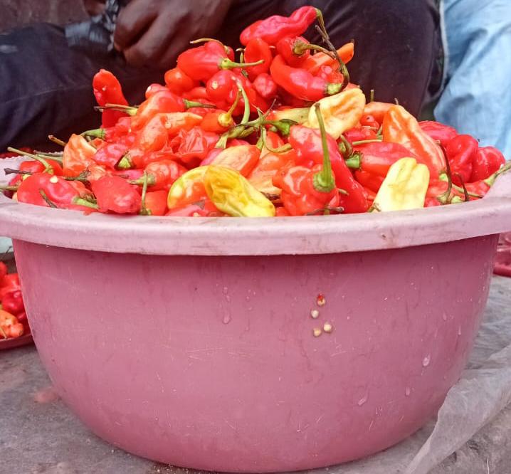 Habanero pepper 