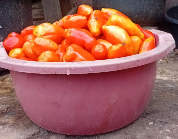 Tomatoes 