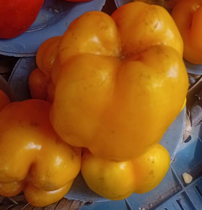 Yellow Pepper 