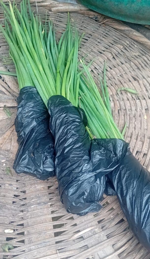 Spring Onions 